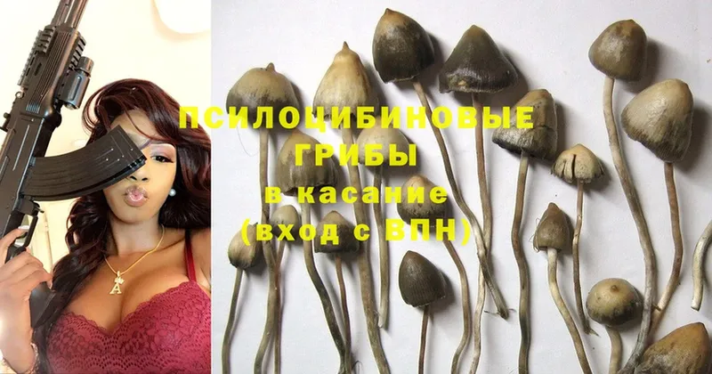 Псилоцибиновые грибы Psilocybe  где можно купить наркотик  Владивосток 